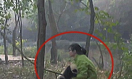 ① 生肖与阴森树的相冲相合（乱序版）