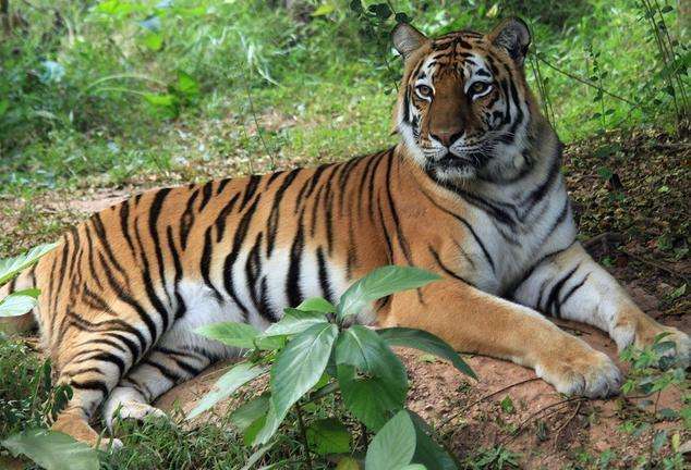 1998年属虎农历十月十三日出生的人命运如何？