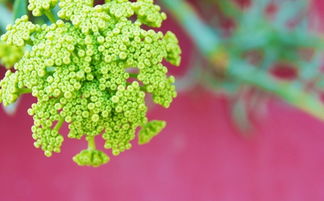 植物蔬果的胎梦：花、 果、菜...