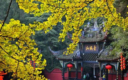 交通体验：比过山车还刺激