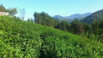 漫山遍野的动物是什么生肖？这生肖在十二生肖中指的是什么？