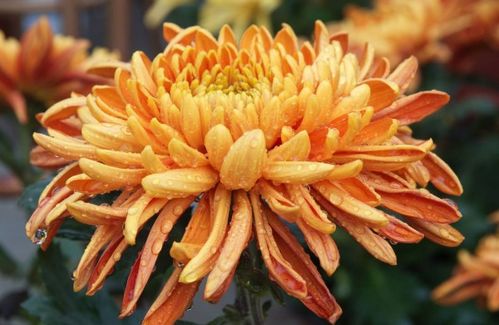 风水中最招财的植物有哪些？