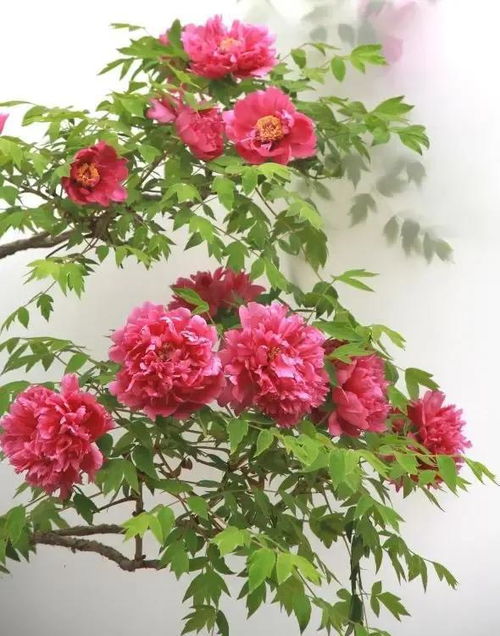 家里养牡丹花对风水有好处吗？