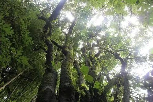 古树参天：见证者与守护者