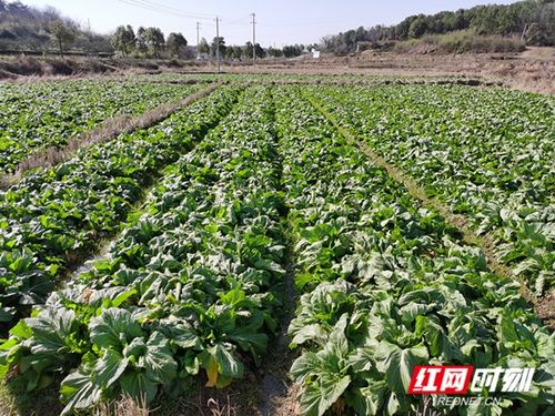 求职者得此梦：事业运当道