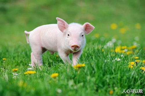 2024豬年的財運詳解