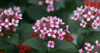 情感前奏：花开春苗， 诗意生命
