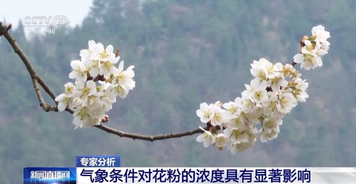 春天：花粉过敏者的地狱