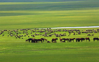 第一天：呼和浩特初印象 – 牛奶茶与老城区的回忆
