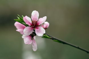 桃花星：喜忧参半的运势