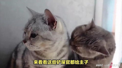 朋友送了猫咪，取个什么名字才能叫它宝宝比较好呢？