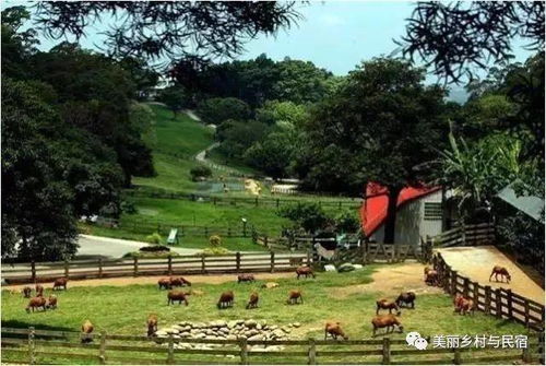 如何玩转红山村？一条细致攻略