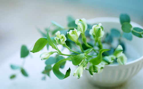 紫色植物在家中摆放，对财运有招财作用吗？风水上合适吗？