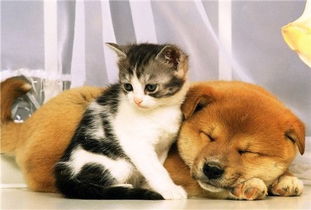 梦见成群小狗小猫聚集在一起，这究竟预示着什么含义呢？