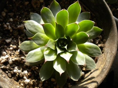 风水植物中的禁忌