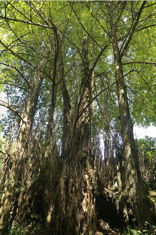 南岳衡山的古树：不仅仅是树