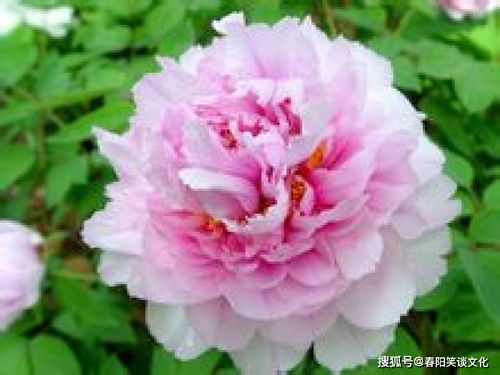 菏泽：牡丹之城的惊天骗局