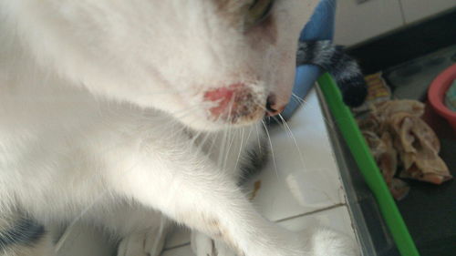 孕妇被自家的猫抓出血后应该怎么处理？