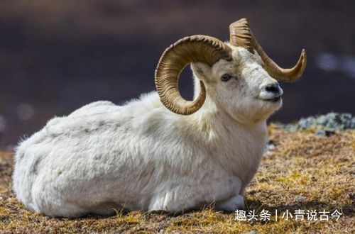 生肖羊：羊打着一口吃， 更多和家人聚聚，家和万事才是你最较大的风水