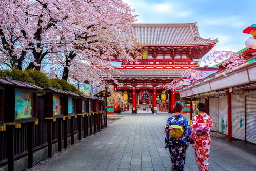 京都祗园：艺伎与樱花共舞