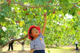 二、 佛山樱桃园：亲子游玩的好去处