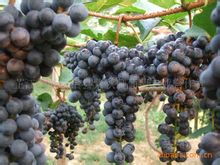 ① 鼠年与野葡萄根：潜伏的阴气