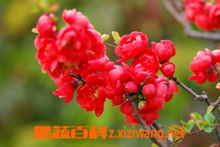 长寿冠海棠种植与管理,长寿冠海棠风水禁忌