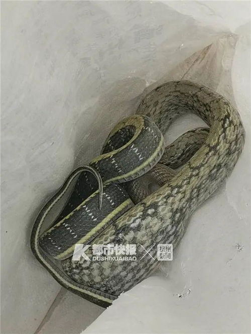 “内蒙古蛇盘兔打墓习俗揭秘，独特风俗一探究竟”