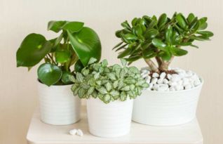 3.2 金星顺行与开花时间