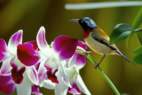 兰花的秘密与牛年那些不得不说的破事儿