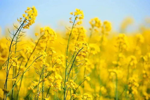 重庆3月赏花去哪儿？兴农赏花乱炖版攻略