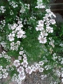 坟前的花,坟前的花