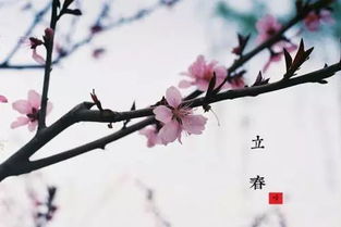 2018立春爆款，传统风俗新风尚
