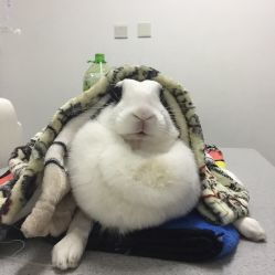 买最长胡子动物和买白毛动物分别对应什么生肖？