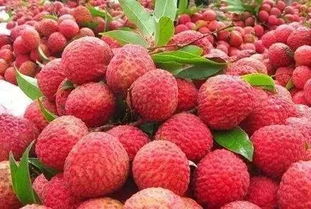 荔枝果场,荔枝果园风水禁忌