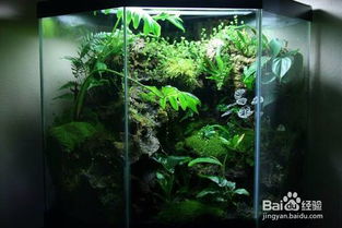 宠物龟缸的风水作用,宠物龟缸造景