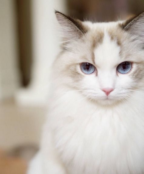 为哪些要给布偶猫取一个吉祥又有寓意的名字？