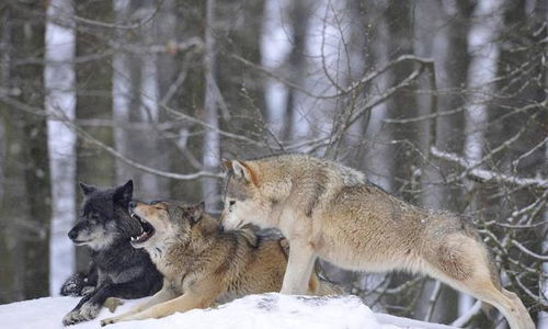 狼群的吓唬：戌宫凶星动