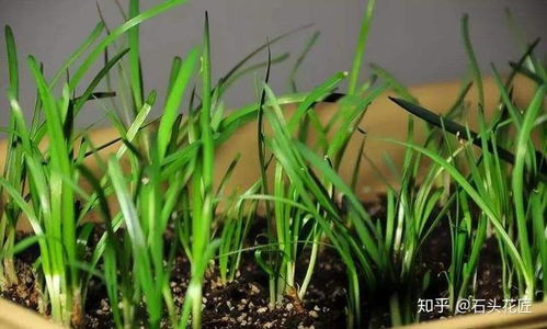 家里摆放盆栽韭菜对风水有好处吗？