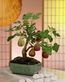 花盆种什么水果风水好点,花盆种什么水果风水好点