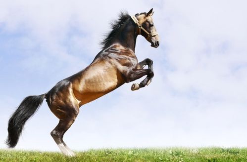 2026年属马的人会犯太岁吗，特别是90年出生的马？