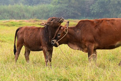 属马与属牛婚配是否适宜，婚姻状况如何？属马的人能否参加属牛的葬礼，有何讲究？