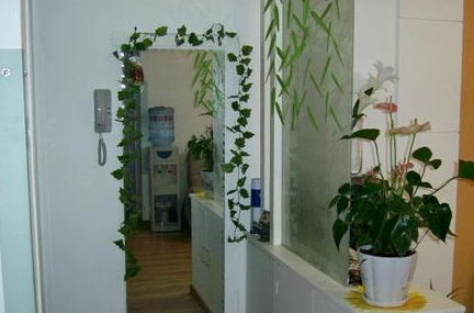 植物与家庭气的微妙关系