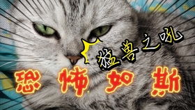 细小屋的暗地