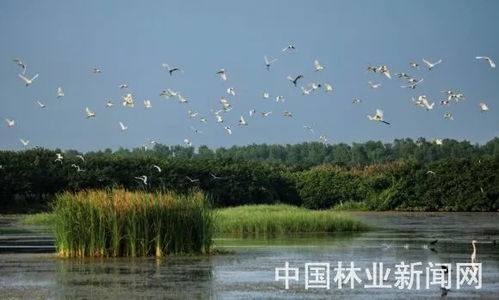 一开始的期待：芦苇摇曳、 鸟儿歌唱