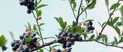乌饭节：千年传承，神秘乌饭，节日风俗揭秘！