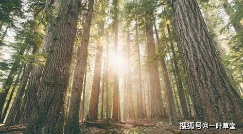 八字相害口诀,八字巳亥相冲会怎么样