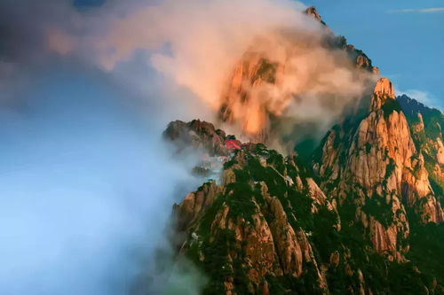 四、 黄山风景区南较大门汤口镇山岔村的不速之客——流浪羊驼队