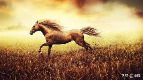 那东西奇怪的夜晚与生肖的暗喻