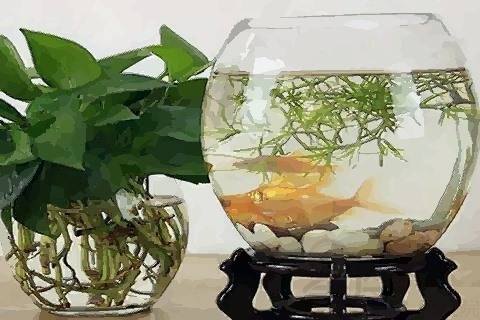 茶台养鱼风水禁忌图解,茶台养鱼风水禁忌图